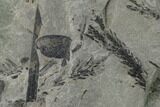 Pennsylvanian Fossil Horsetail (Annularia) Plate - Kentucky #137750-5